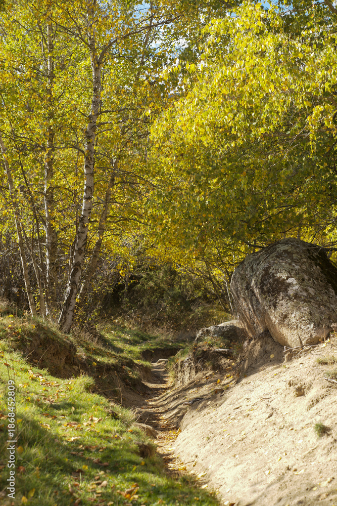custom made wallpaper toronto digitalpath in the forest