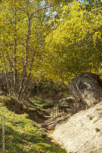 Wallpaper Mural path in the forest Torontodigital.ca