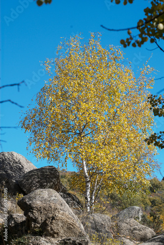 Wallpaper Mural tree in the autumn Torontodigital.ca