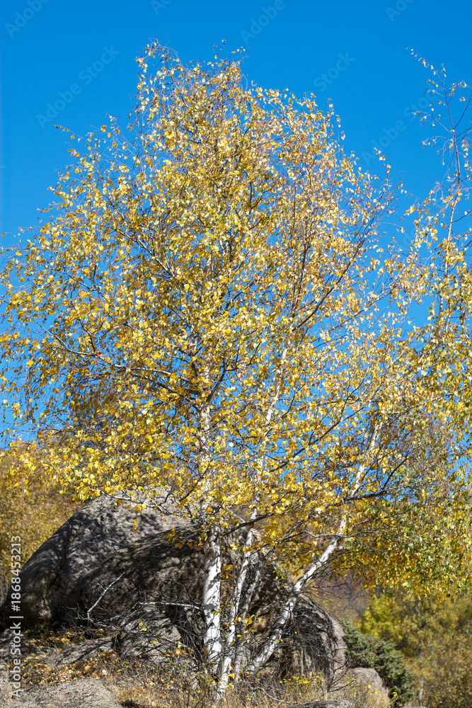custom made wallpaper toronto digitallandscape, autumn, nature, sky, mountain, forest, tree, fall, mountains, view, panorama, green, trees, yellow, hills, hill, clouds, scenic, grass, rural, travel, park, valley, cloud, season