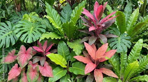Vibrant Tropical Foliage with Colorful Leaves in a Lush Garden Setting
