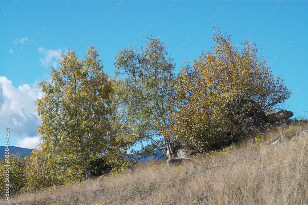 custom made wallpaper toronto digitaltrees in the field