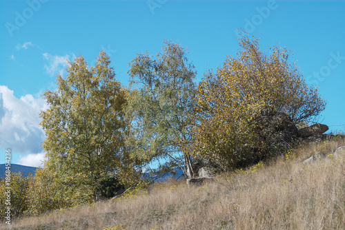 Wallpaper Mural trees in the field Torontodigital.ca