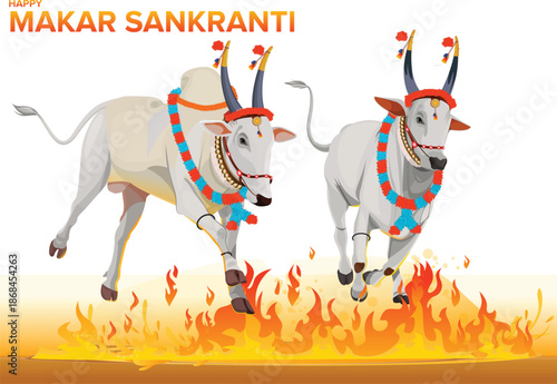 Makar Sankranti Festival with Bulls Jumping Over Fire, Makar Sankranti Festival Karnataka, Happy Pongal Harvest Festival