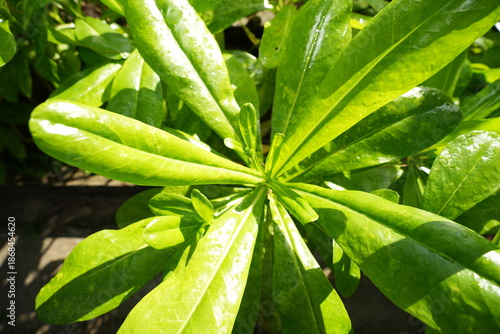 A close-up top view of vibrant, waxy green leaves arranged in a rosette, glistening with water droplets under bright sunlight.