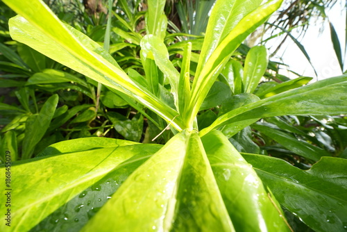 A close-up top view of vibrant, waxy green leaves arranged in a rosette, glistening with water droplets under bright sunlight.