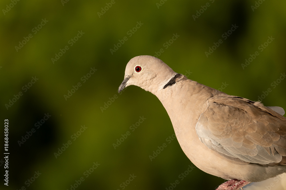 Obraz premium pigeon in the park