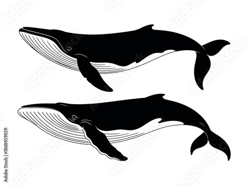 Black and White Whale Illustrations