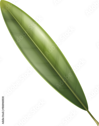 Olive Leaf