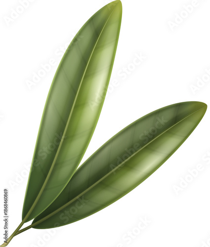 Olive Tree Leaves