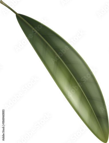 Olive Leaf