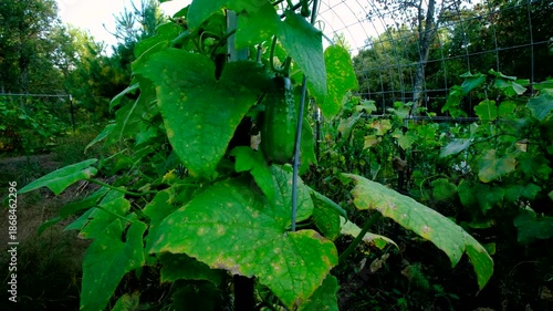 Wallpaper Mural Last gherkin cucumber hanging from dying plant while its vines tangled to trellis made from cattle panels Torontodigital.ca