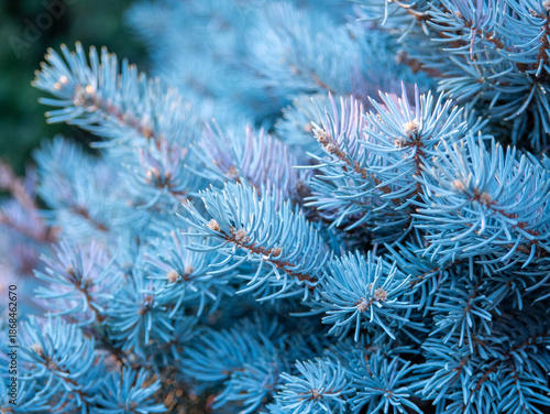 Blue spruce pine branch texture macro background