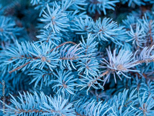 Blue spruce pine branch texture macro background