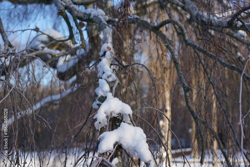 Filigrane Zweige einer Trauerbirke (Betula pendula Youngii) mit Schnee im Winter