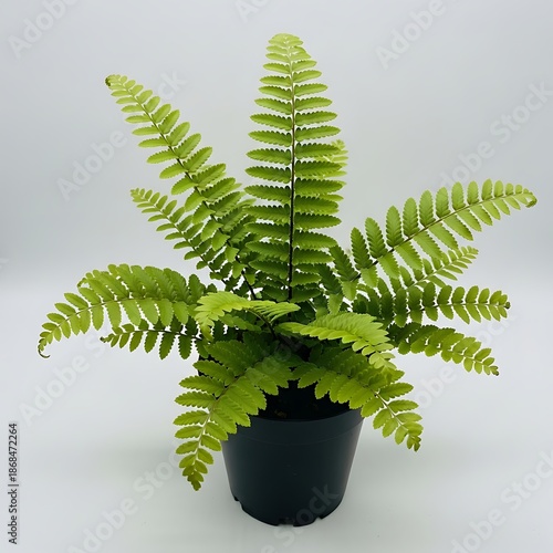 Fresh Green Fern Plant in Black Pot – Minimal Botanical Decor
