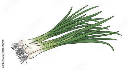 Fresh green onions or scallions with white bulbs and long green stalks shown in a detailed hand-drawn illustration style.