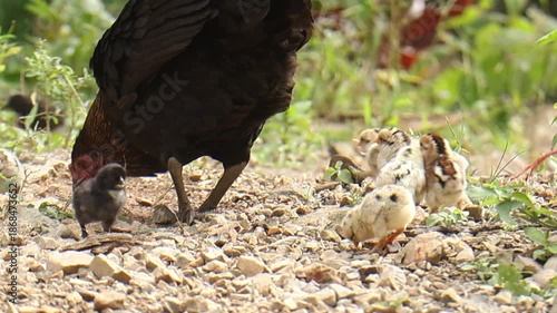 Mother hen with small chicks foraging for food on the ground.