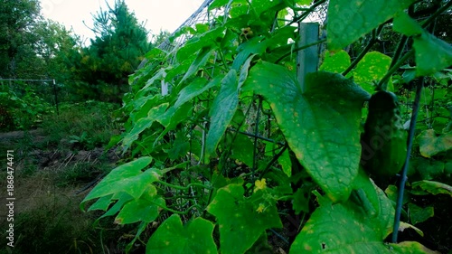 Wallpaper Mural Cucumber plants slowly begin to wither while growing in fall and then showing last gherkin hanging from vine Torontodigital.ca