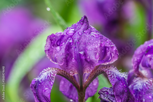 Close-up of a flower of bearded iris (Iris germanica) with rain drops on blurred green natural background.