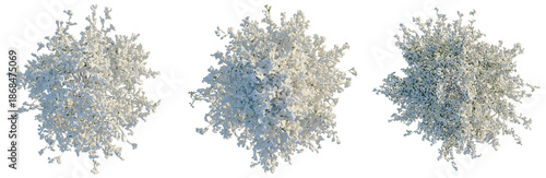 Bild auf Leinwand Pseudotsuga menziesi tree plan, top view, cutout, transparent background, isolat