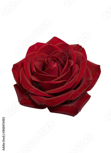Vibrant red rose on black background