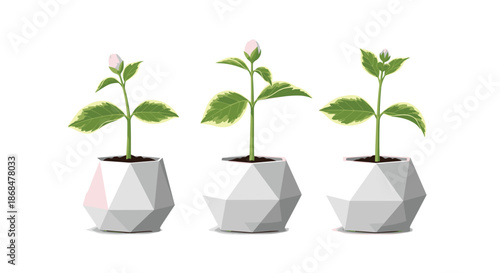 Three detailed illustrations showing the growth of a small green plant in a white geometric pot from a bud to a flower.