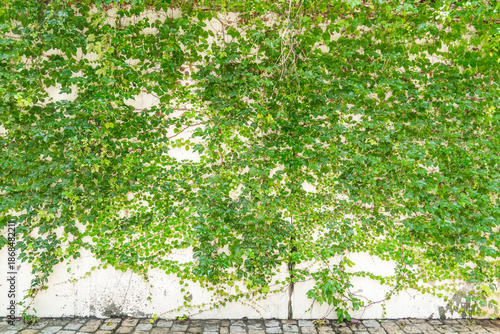 green ivy leaves isolated on a white background