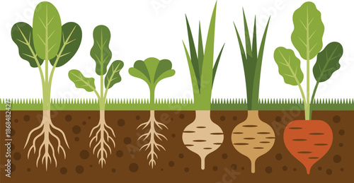 Root Vegetables and Leafy Greens Growing in Soil Cross-Section Vector Illustration, Organic Farming Concept, Healthy Food Production,Garden Plants with Visible Root Systems,Botanical Study,Agriculture