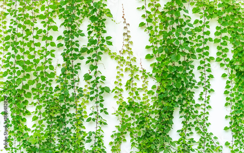green ivy leaves isolated on a white background
