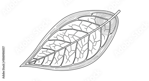 Highly detailed, black and white vintage-style engraving of a single leaf, showing intricate veins and cellular structure.
