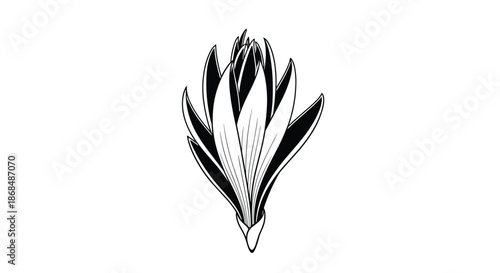 A detailed and stylized black and white line art illustration of a closed flower bud, possibly a crocus or saffron flower.