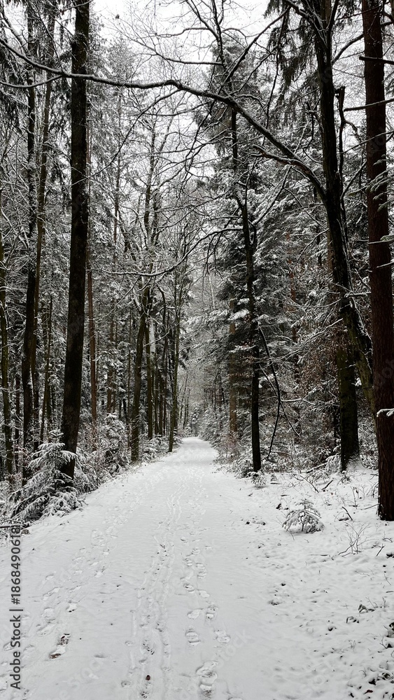 Obraz premium Snowy Forest Path in Winter Landscape
