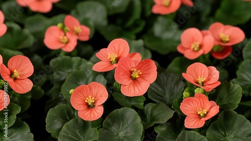 Wallpaper Mural Vibrant coral flowers bloom amidst lush green leaves, creating a lively and colorful scene, This image is perfect for floral decor, gardening blogs, or nature-themed publications, Torontodigital.ca