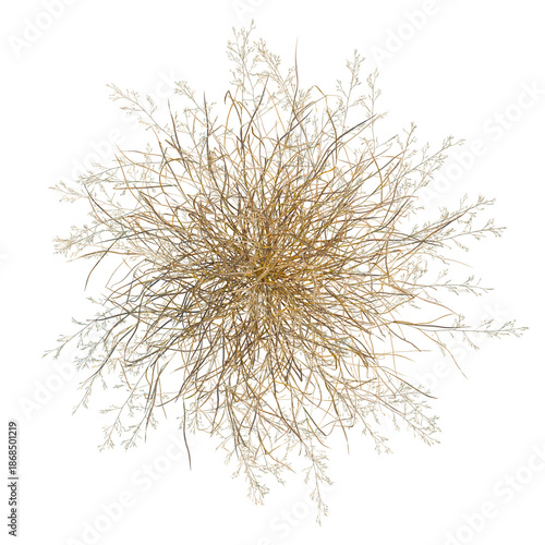 Foto Panicum virgatum tree plan, top view, cutout, isolate, good for architecture vis