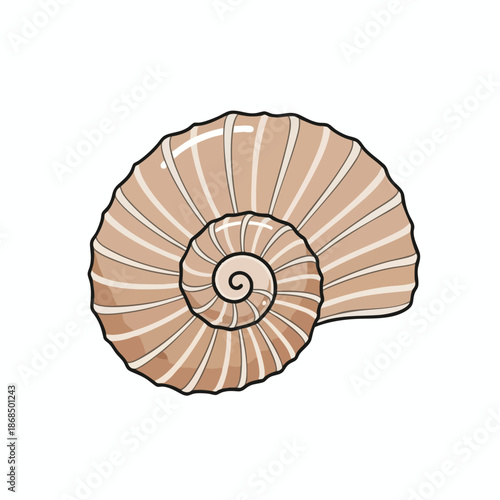 Illustration of a seashell