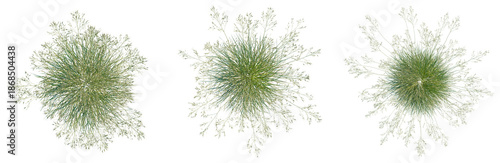 Stipa gigantea tree plan, top view, cutout, isolate, good for architecture visualization, Three green grass clumps on transparent background