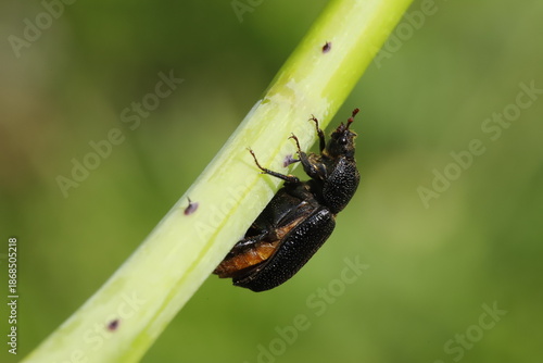 Sinodendron cylindricum 