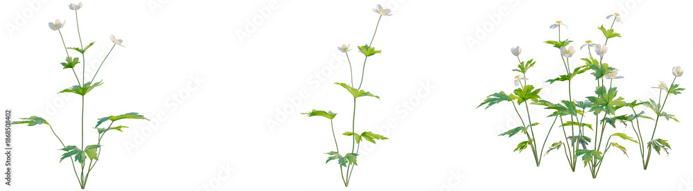 Fototapeta premium Anemone canadensis tree, front view, cutout, transparent background, isolate, architecture visualization, Anemone sylvestris, woodland anemone, delicate spring flower, botanical illustration