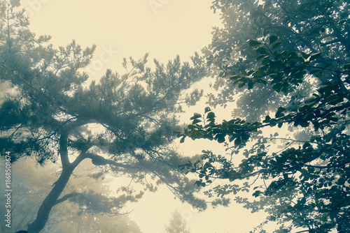 Wallpaper Mural sunset in the forest Torontodigital.ca