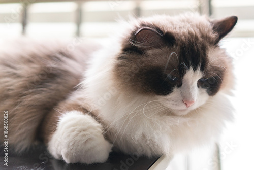Wallpaper Mural Ragdoll resting with cute paws Torontodigital.ca