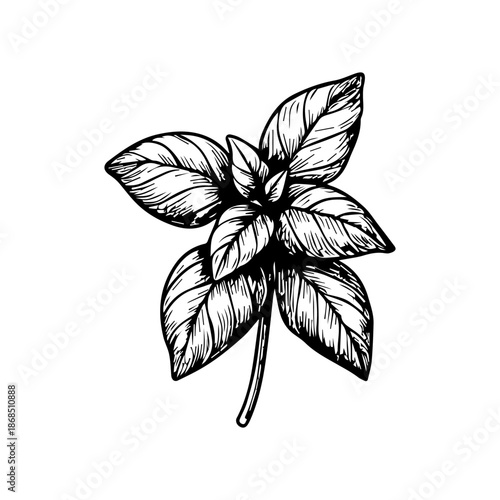 Basil herb leaves botanical sketch engraving illustration