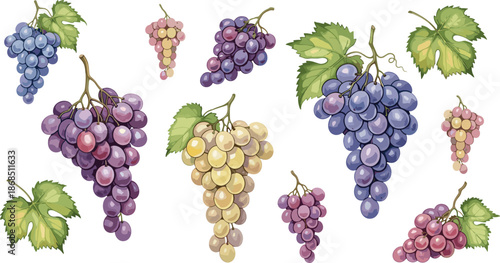 Grapes illustration set, colorful grape clusters with leaves, hand-drawn fruit collection, vineyard botanical artwork for food, wine and nature themes