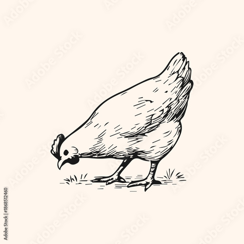 Chicken hen pecking ground vintage sketch illustration