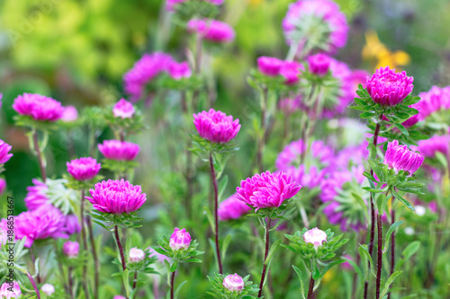 Magenta Aster Flower Cluster in Garden