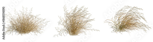 Panicum virgatum tree, front view, cutout, transparent background, isolate, architecture visualization, Dried grass tufts collection for fall and winter backgrounds, natural texture