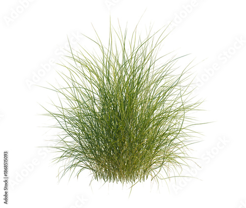 Cuadro en lienzo Pennisetum orientale tree, front view, cutout, transparent background, isolate,