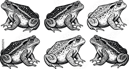 Hand-drawn frog illustration set, detailed vintage toad engraving style, black and white wildlife artwork, retro animal sketch collection for design