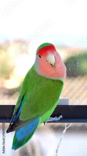 Rosy-faced Lovebird (Agapornis roseicollis) sitting on a window frame, showing vibrant green and blue feathers.
