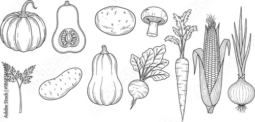 Hand-drawn vegetable illustration set, farm produce collection including pumpkin, squash, carrots, corn, onions, mushrooms, organic food vector artwork